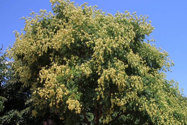 Blasenbaum, Koelreutheria paniculata