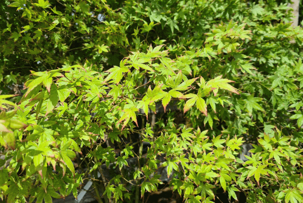 Japanischer Fächerahorn, Acer palmatum 