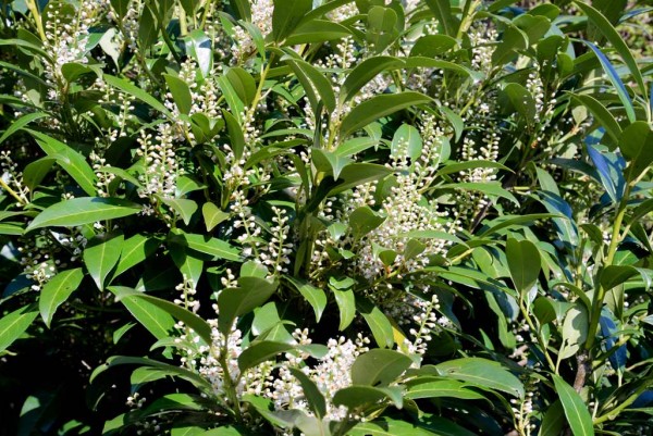 Kirschlorbeer, Prunus laurocerasus Herbergii