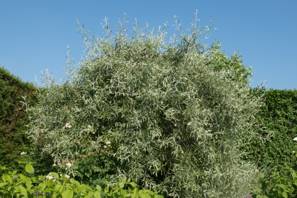 Pyrus slaicifolia Pendula, Hängebirne