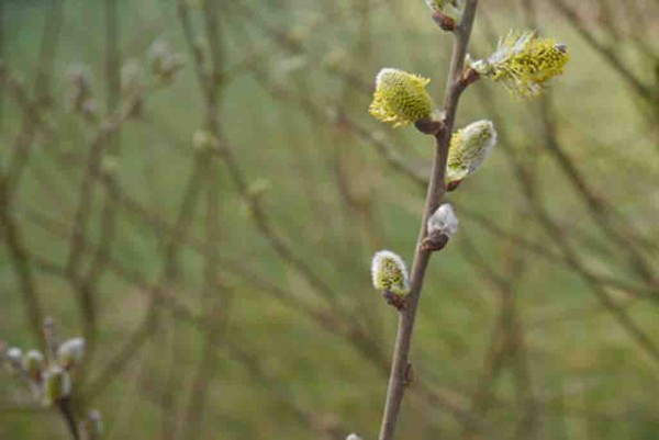 Sal-Weide, Salix caprea