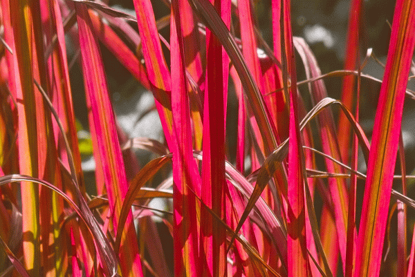 Japanisches Bliutgras, Imperata cilindrica `Red Baron´