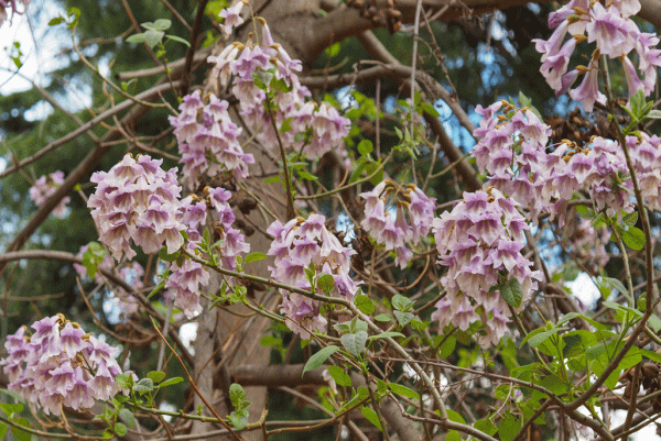 Blauglockenbaum, Paulownia tomentosa