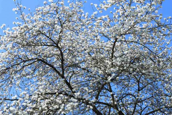 Baummagnolie, Magnolia kobus