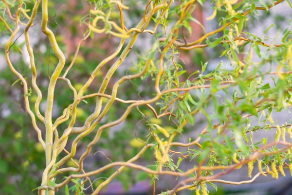 Korkenzieher Weide, Salix babylonica Tortuosa