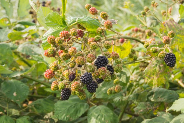 Brombeere, Rubus